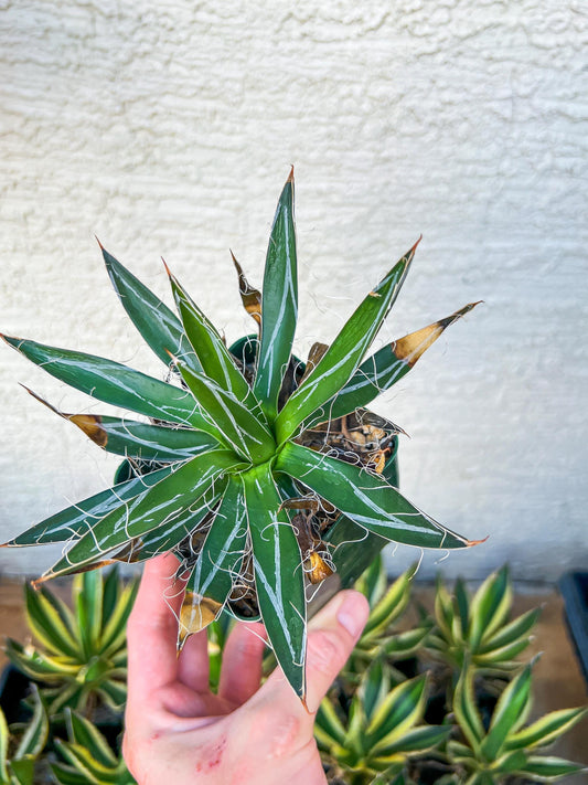 Agave schidigera banded (M54) | Imported Rare Agave | 4" Pot