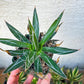 Agave schidigera banded (M54) | Imported Rare Agave | 4" Pot