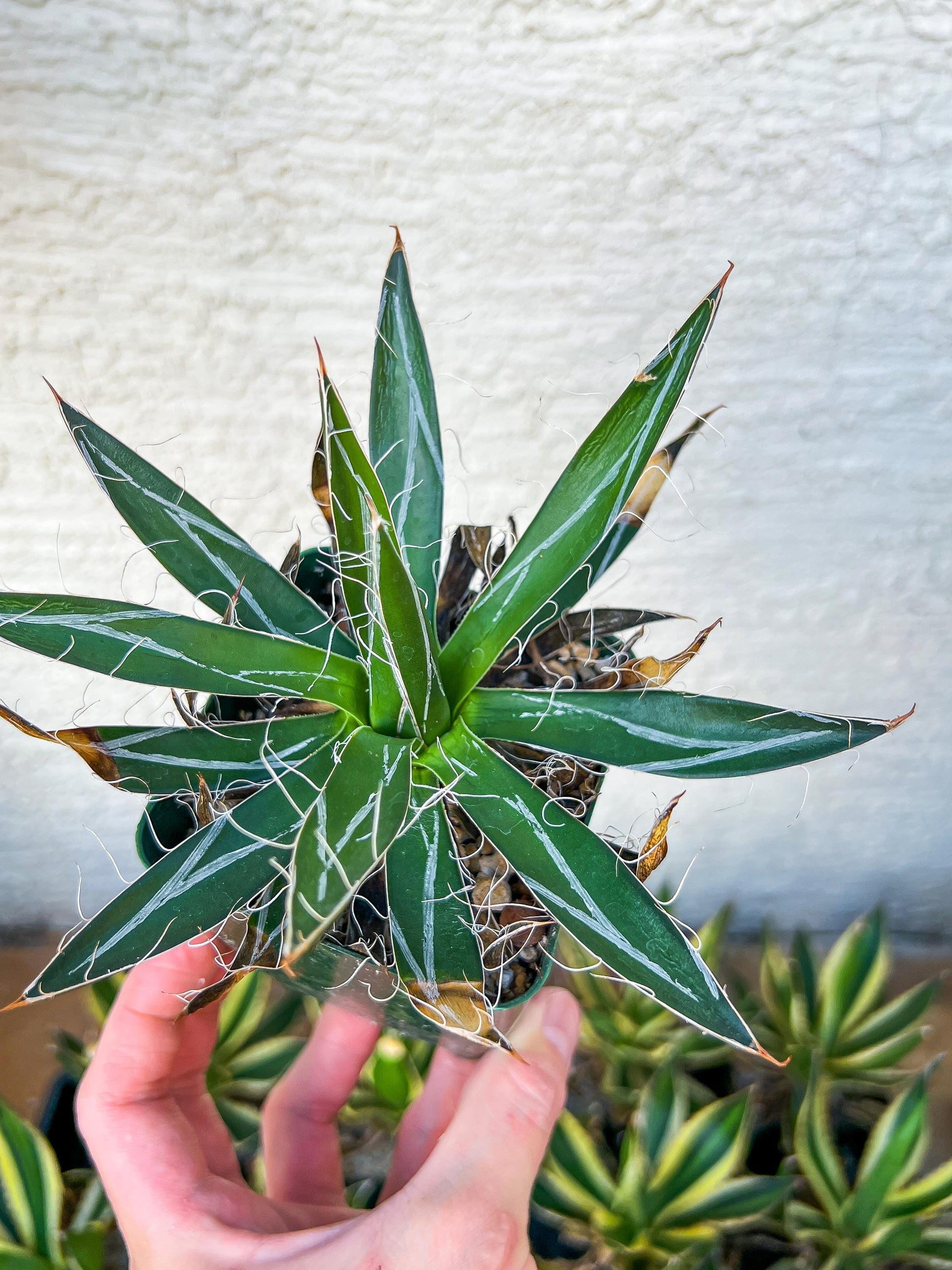 Agave schidigera banded (M54) | Imported Rare Agave | 4" Pot