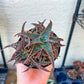 Rare - Aloe Christmas Sleigh | Indoor Succulents | 3.5" Planter