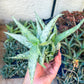 Rare Aloe Snow Drift Hybrid (#A14) | Rare Agave | Indoor Succulents | 3.5" Planter