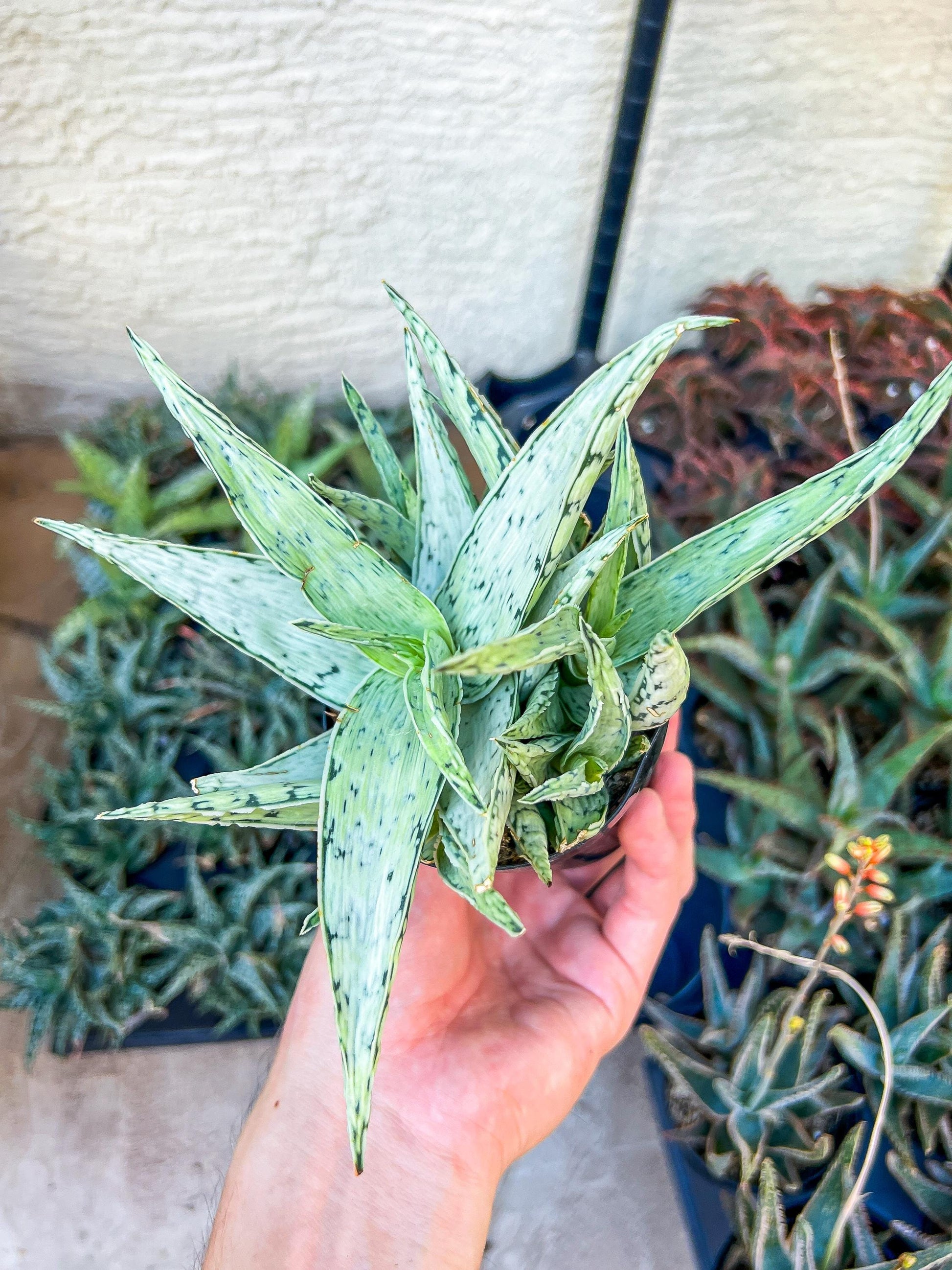 Rare Aloe Snow Drift Hybrid (#A14) | Rare Agave | Indoor Succulents | 3.5" Planter