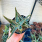 Rare - Aloe Purple Haze | Indoor Succulents | 3.5" Planter