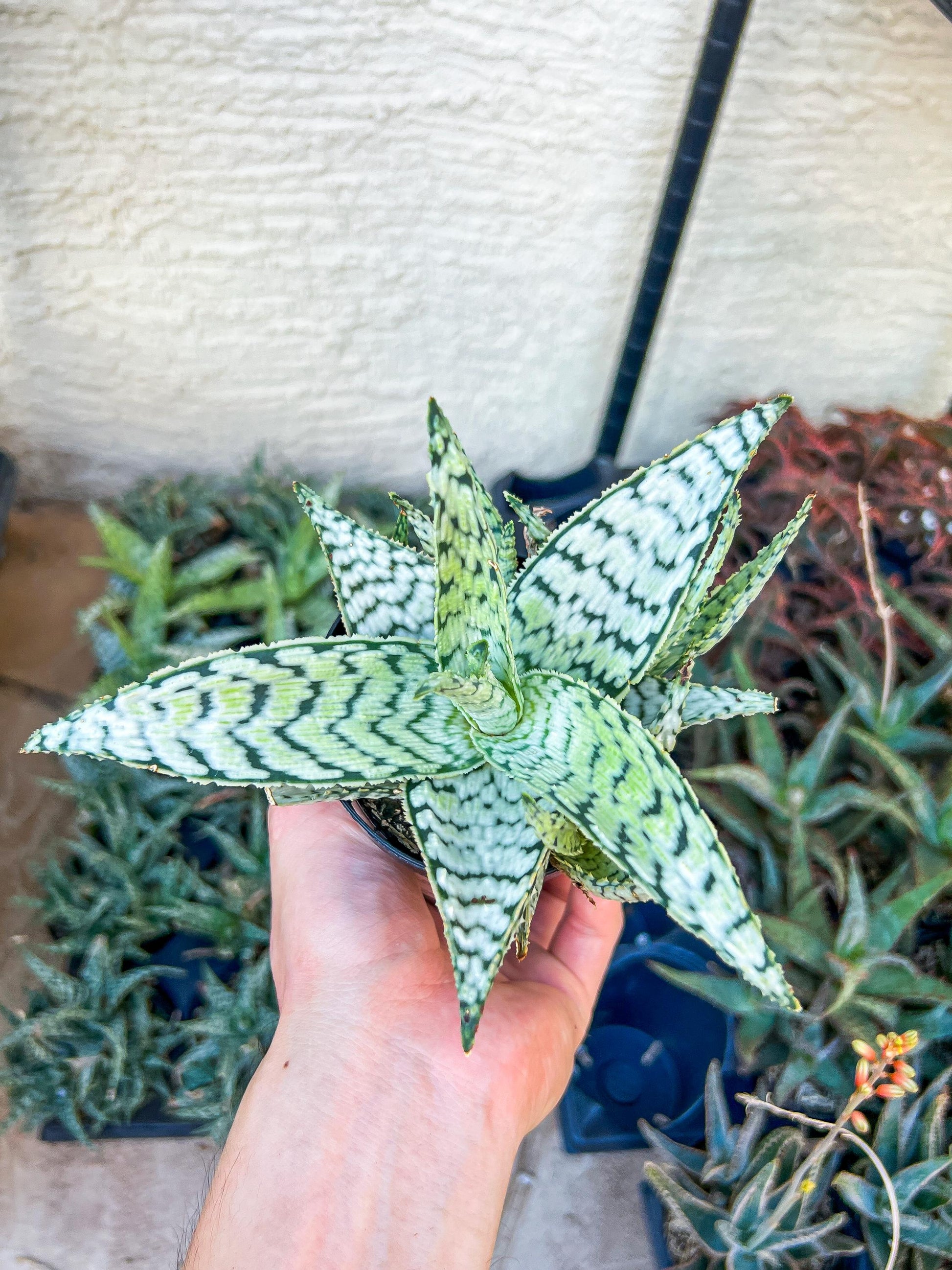 Rare - Aloe Candy Cane | Indoor Succulents | 3.5" Planter