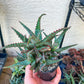 Rare - Aloe Castilloniae Hybrid Blue | Indoor Succulents | 3.5" Planter