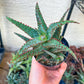 Rare - Aloe Castilloniae Hybrid Blue | Indoor Succulents | 3.5" Planter