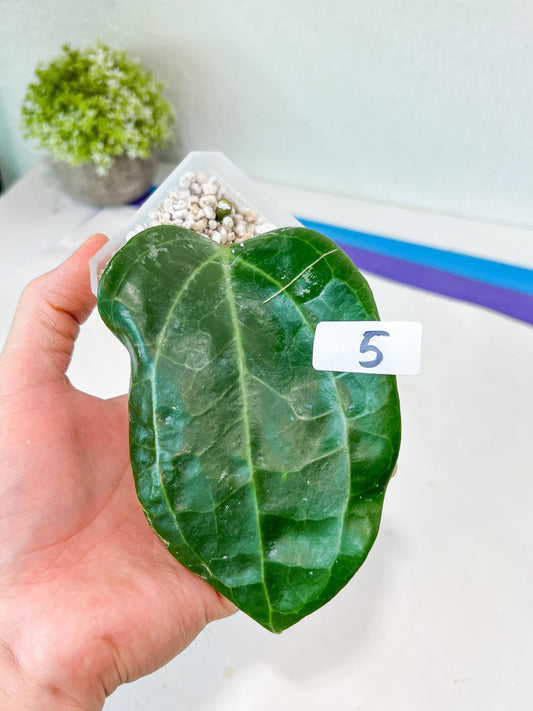 Hoya Sulawesi Gps 8867 (#LE4~6) | Rare Imported Hoyas | 2.5" pot Included