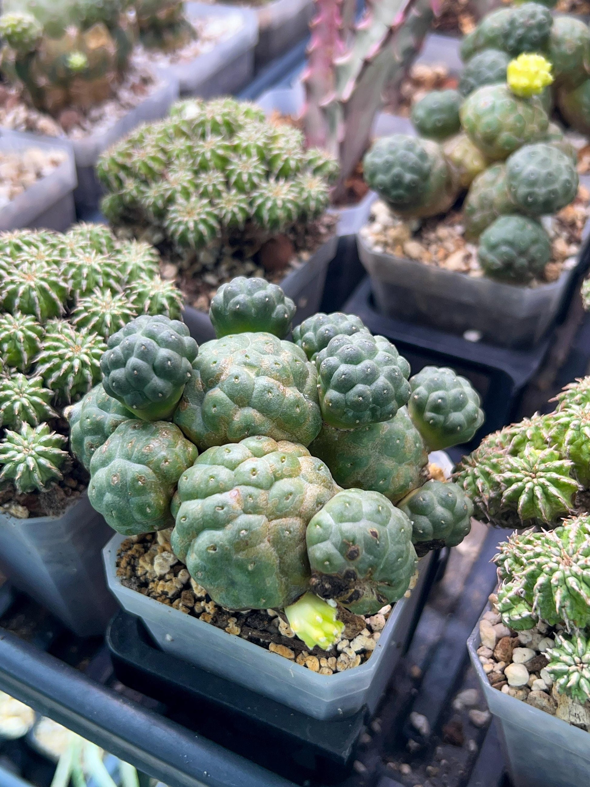 Puna bonnieae f. major inermis (#M64) | Cactus Indoors | Rare Cactus