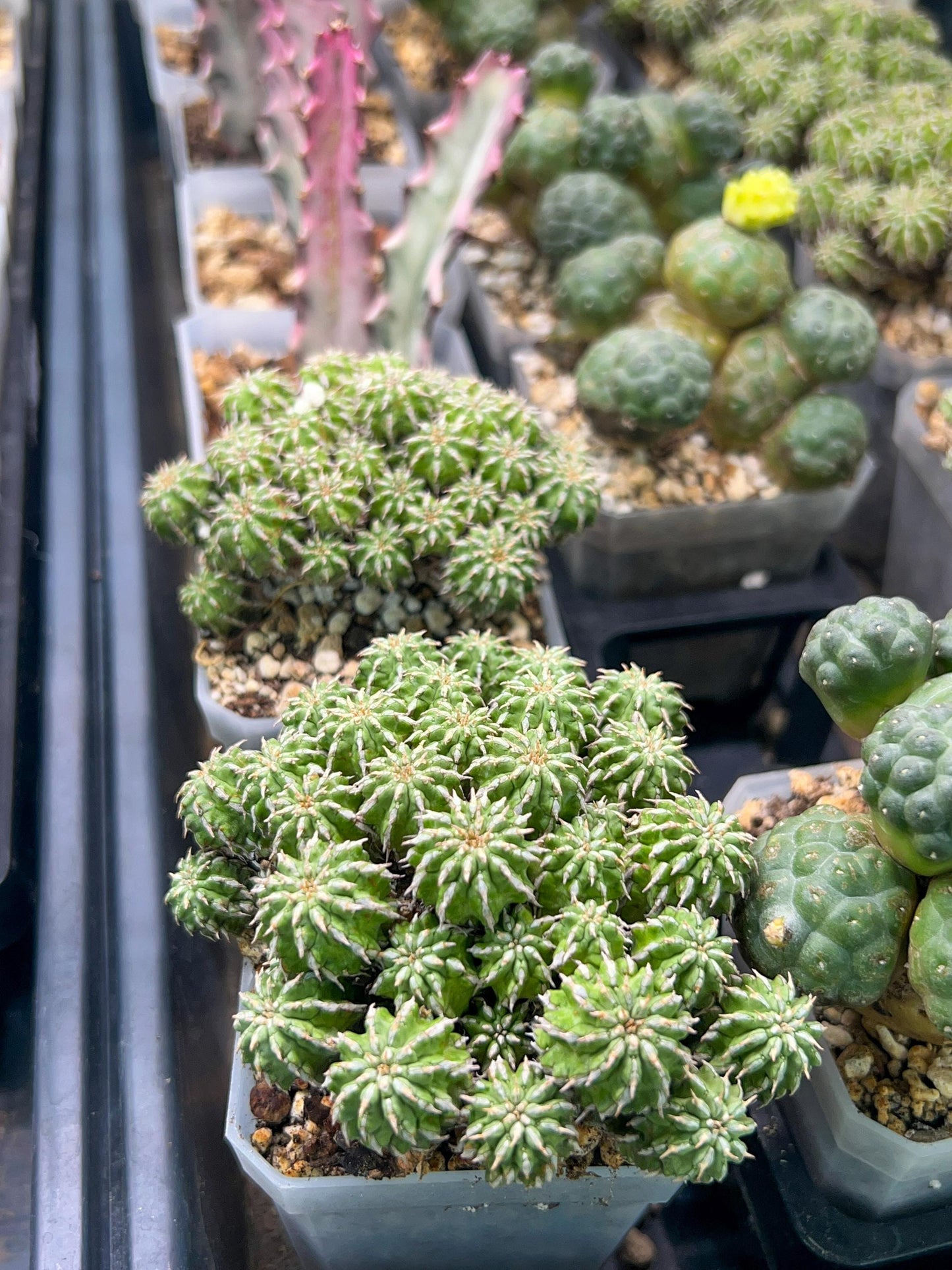 Sepulta Cluster Cactus (#M64) | Madagascar | 2.7" Planter