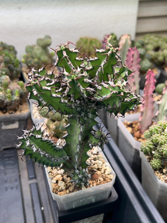 Cactus Petraea S.Carter (#M2) | Succulent Cactus | Beautiful Plant | Imported