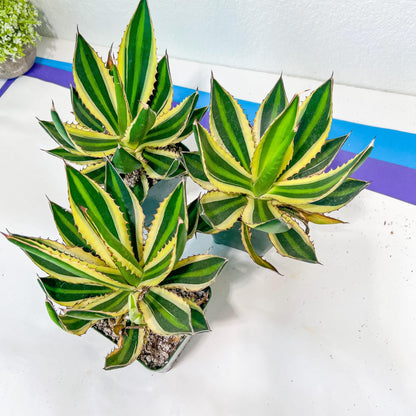 Agave kerchovei var. pectinata | Imported Rare Agave | 4" Planter