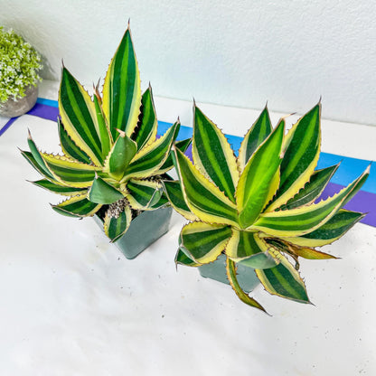 Agave kerchovei var. pectinata | Imported Rare Agave | 4" Planter