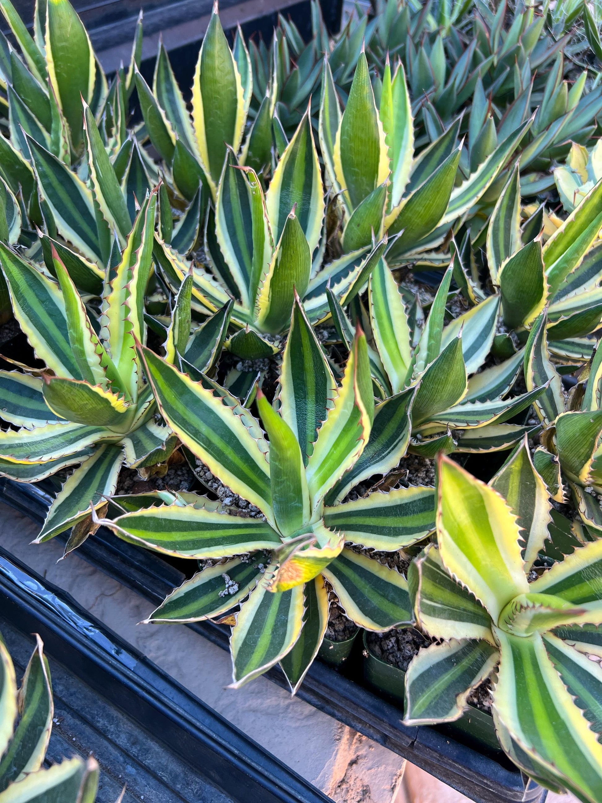 Agave kerchovei var. pectinata | Imported Rare Agave | 4" Planter