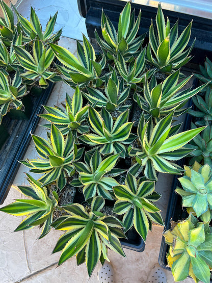 Agave kerchovei var. pectinata | Imported Rare Agave | 4" Planter