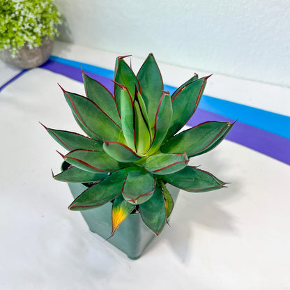 Agave Blue Glow | Imported Rare Agave | 4" Planter