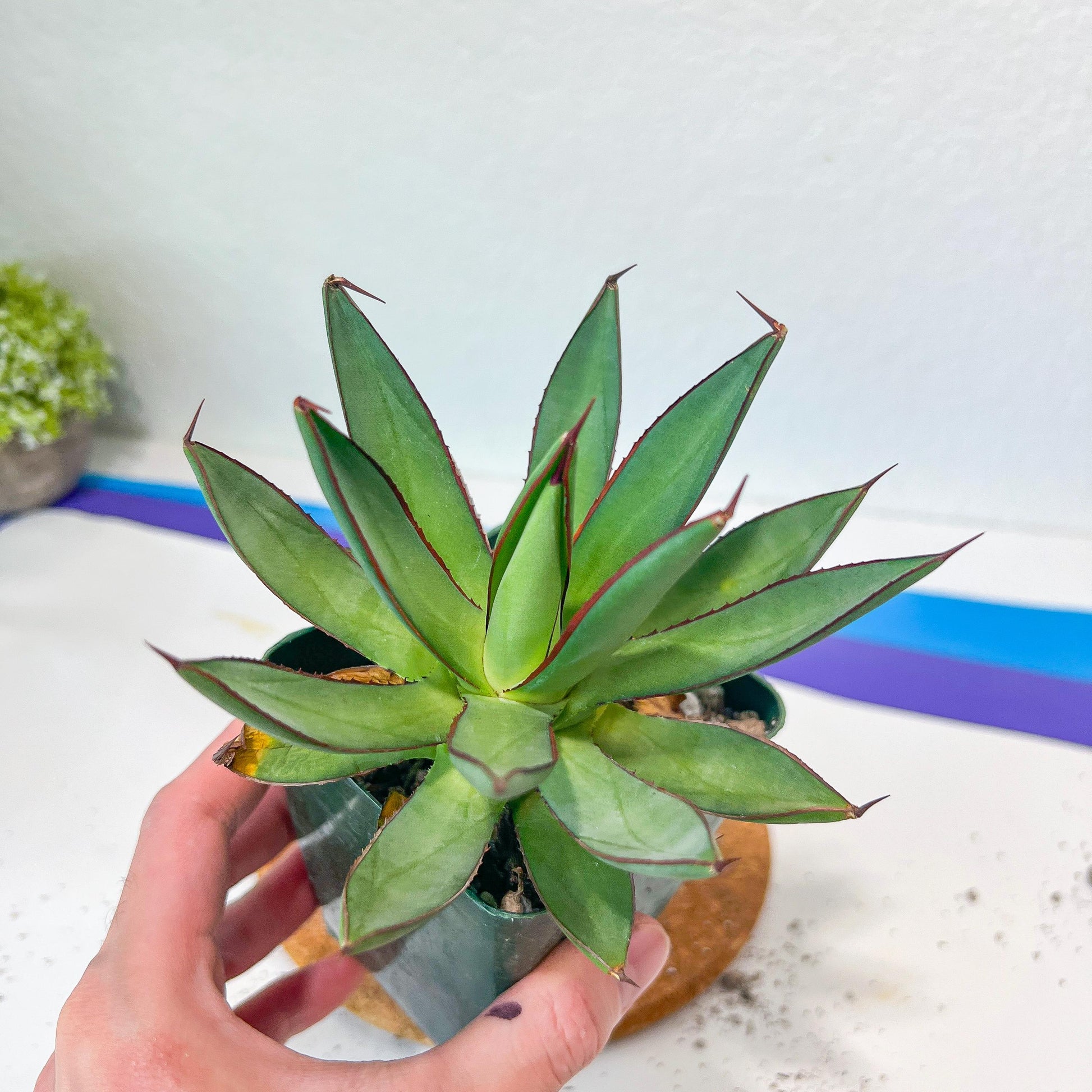 Agave Blue Glow (M54) | Imported Rare Agave | 4" Planter