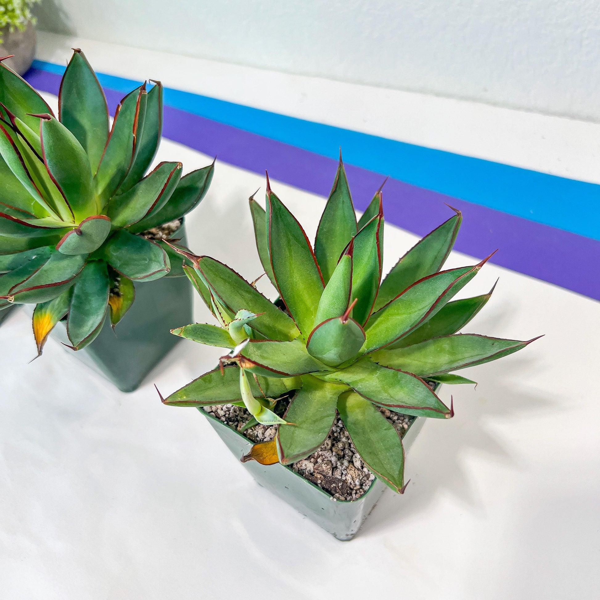 Agave Blue Glow (M54) | Imported Rare Agave | 4" Planter