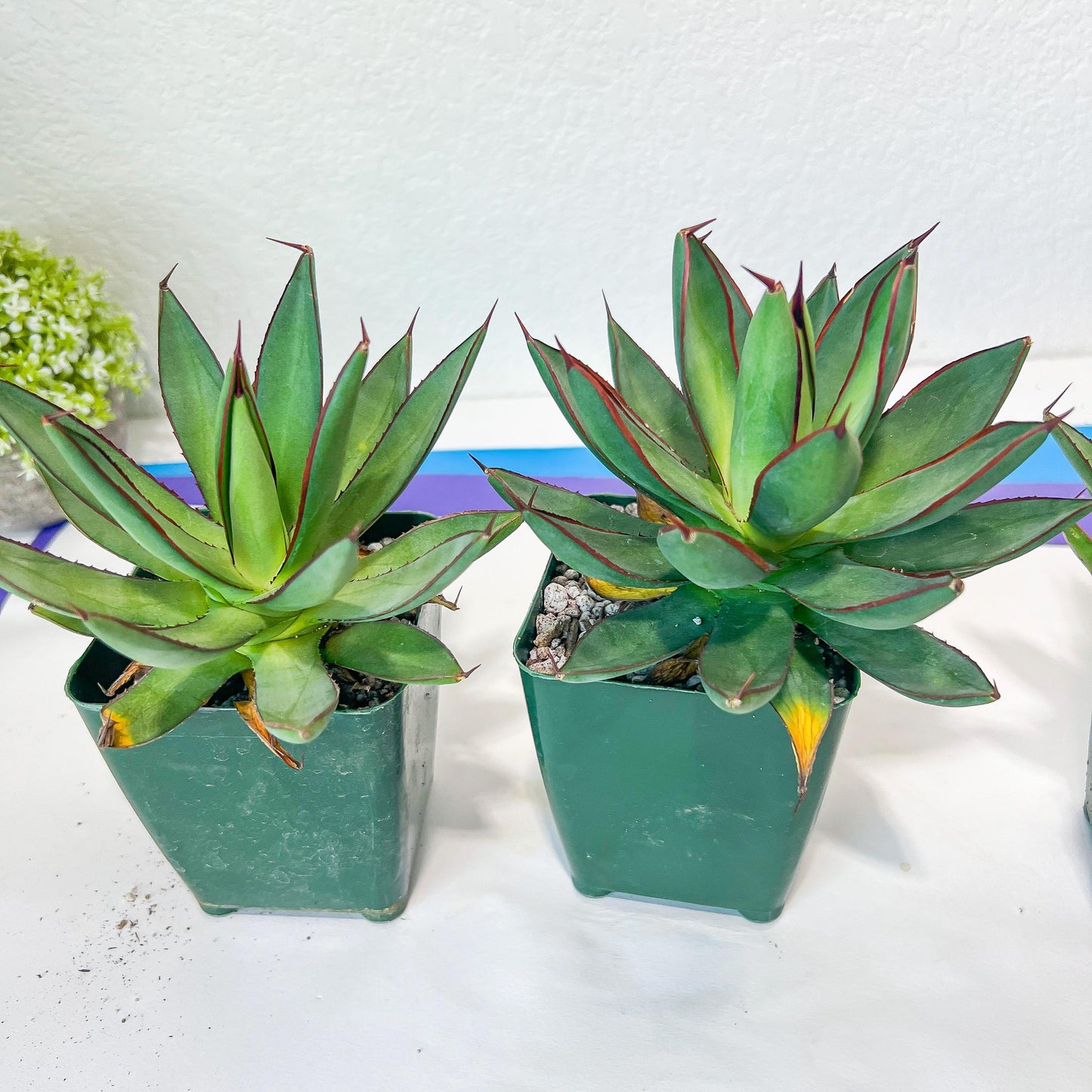 Agave Blue Glow (M54) | Imported Rare Agave | 4" Planter