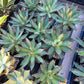 Agave Blue Glow (M54) | Imported Rare Agave | 4" Planter