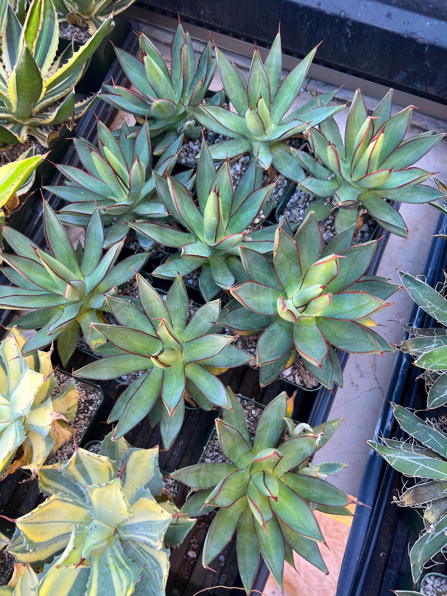 Agave Blue Glow (M54) | Imported Rare Agave | 4" Planter