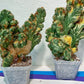 Cereus Forbesii Monstrose Variegated | Rare Imported Cactus | Variegated Cactus