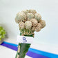 Grafted Aselliformiss Cluster (#M4) | Imported | Rare Plants