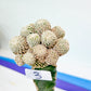 Grafted Aselliformiss Cluster (#M4) | Imported | Rare Plants