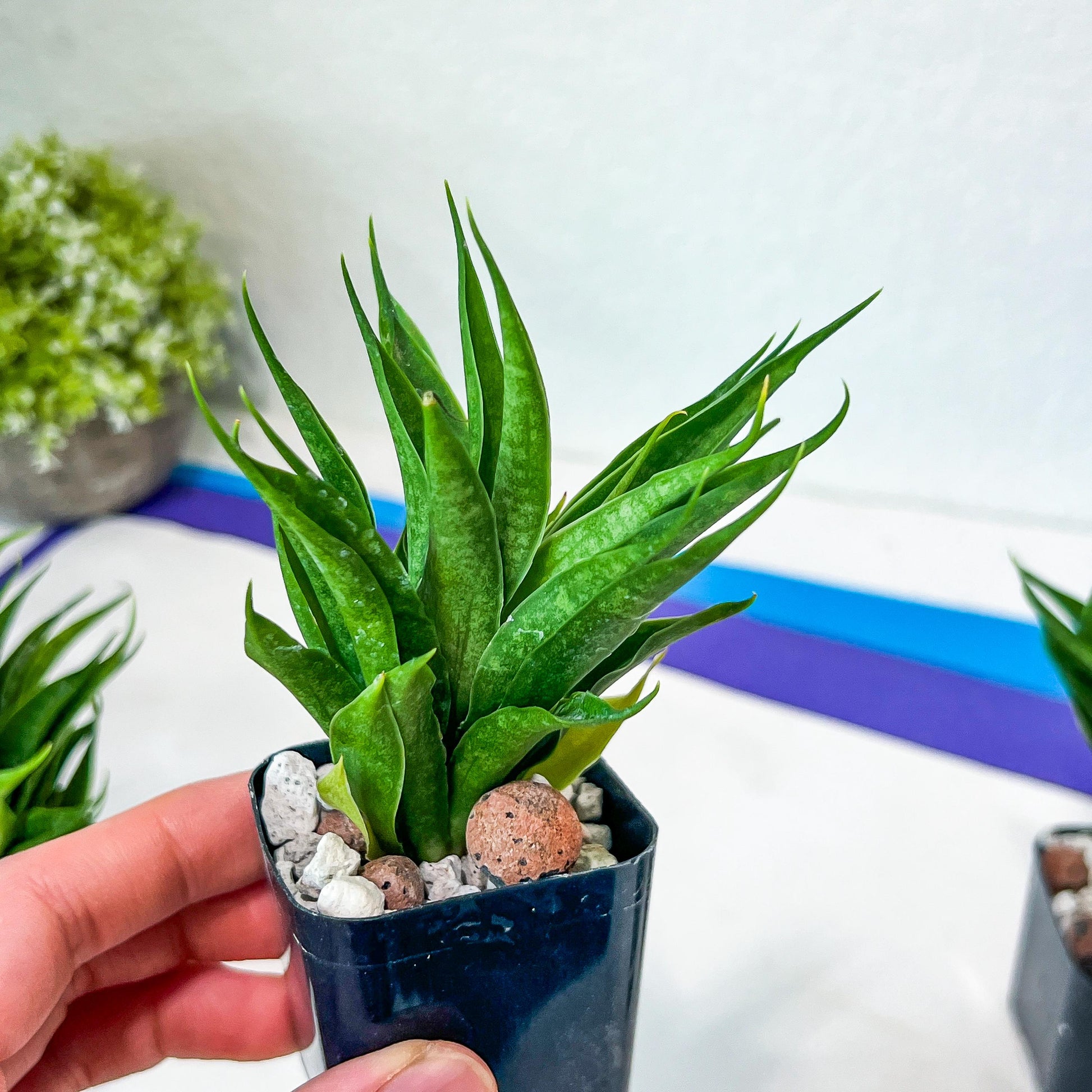 Sansevieria Sunflower (#AC9) | Imported Indoor Snake Plant | 2" Planter