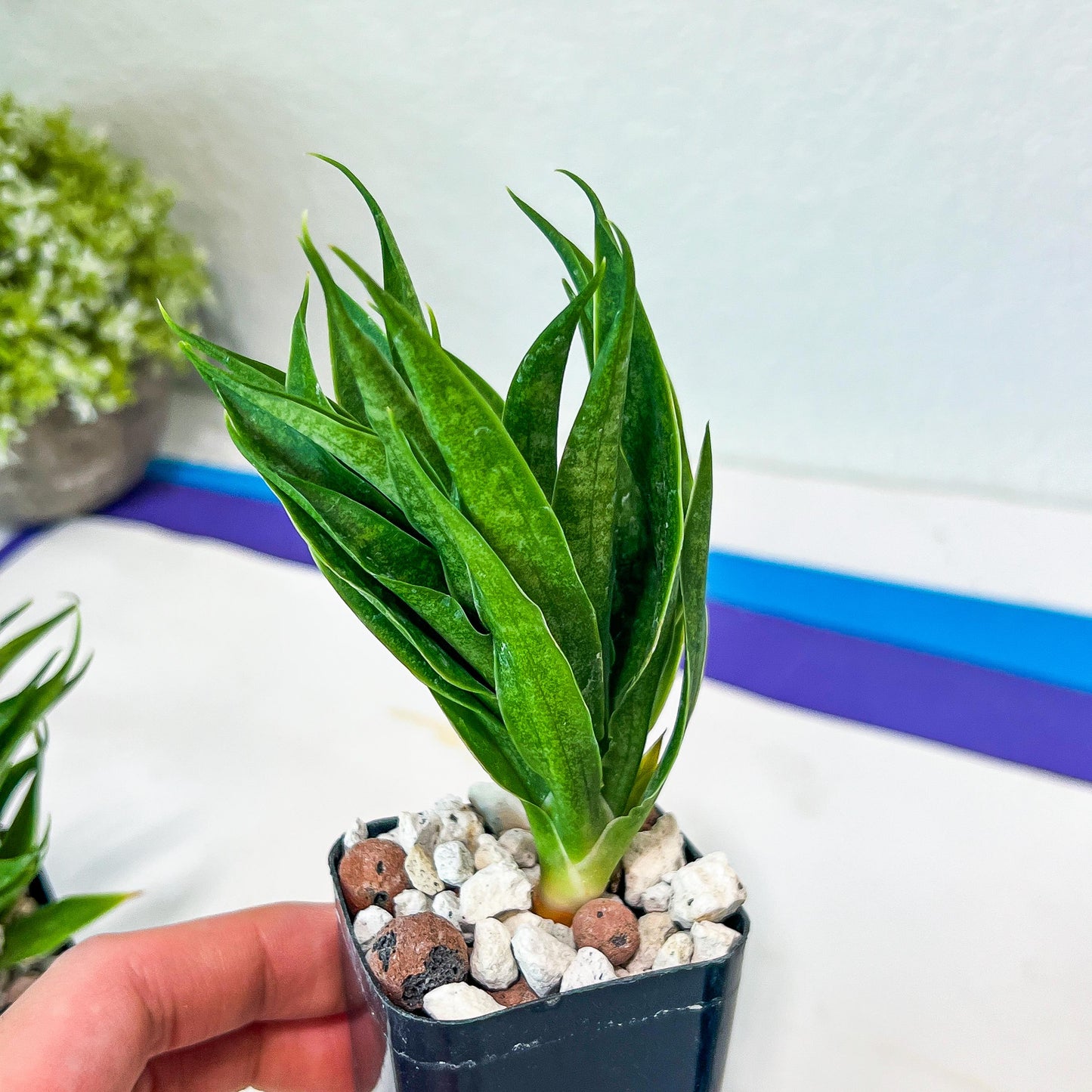 Sansevieria Sunflower (#AC9) | Imported Indoor Snake Plant | 2" Planter