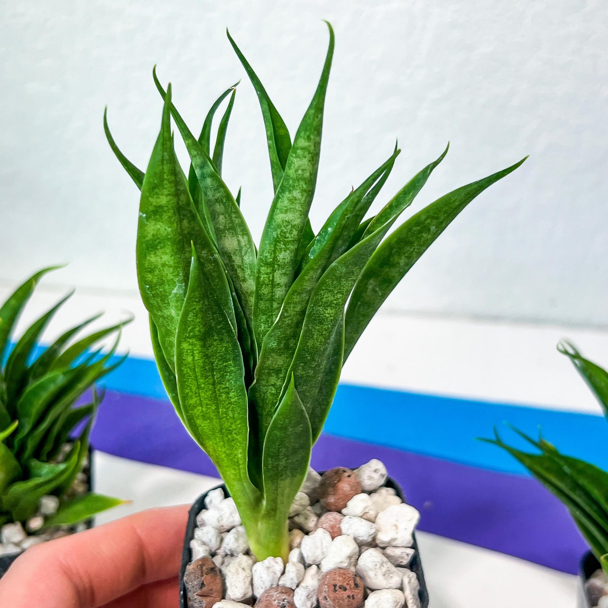 Sansevieria Sunflower (#AC9) | Imported Indoor Snake Plant | 2" Planter