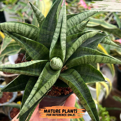Sansevieria Fighter/Ch17023 (#AC12) | Imported Snake Plants