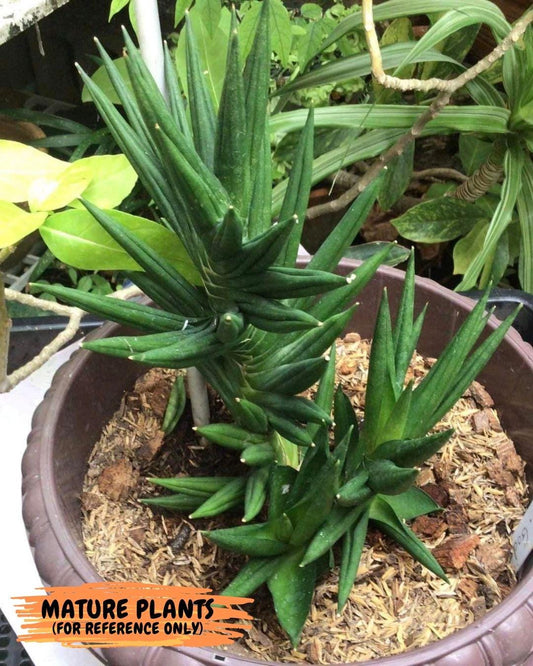 Sansevieria Godzilla (#AC29) | Very Rare and Limited amount | 2" Planter