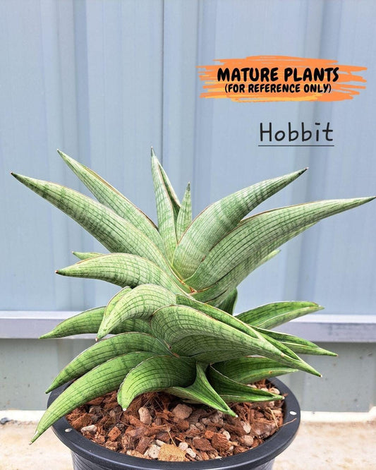 Sansevieria Hobbit (#RA19) | Imported Indoor Snake Plant | 2" Planter