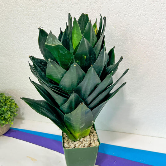 Sansevieria Hahnii Emerald (#RA6~7) | Rare Limited Amount | Giant