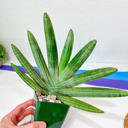 Sansevieria Boncel Devil (#C7) | Imported Plants | Rare Hybrid Species