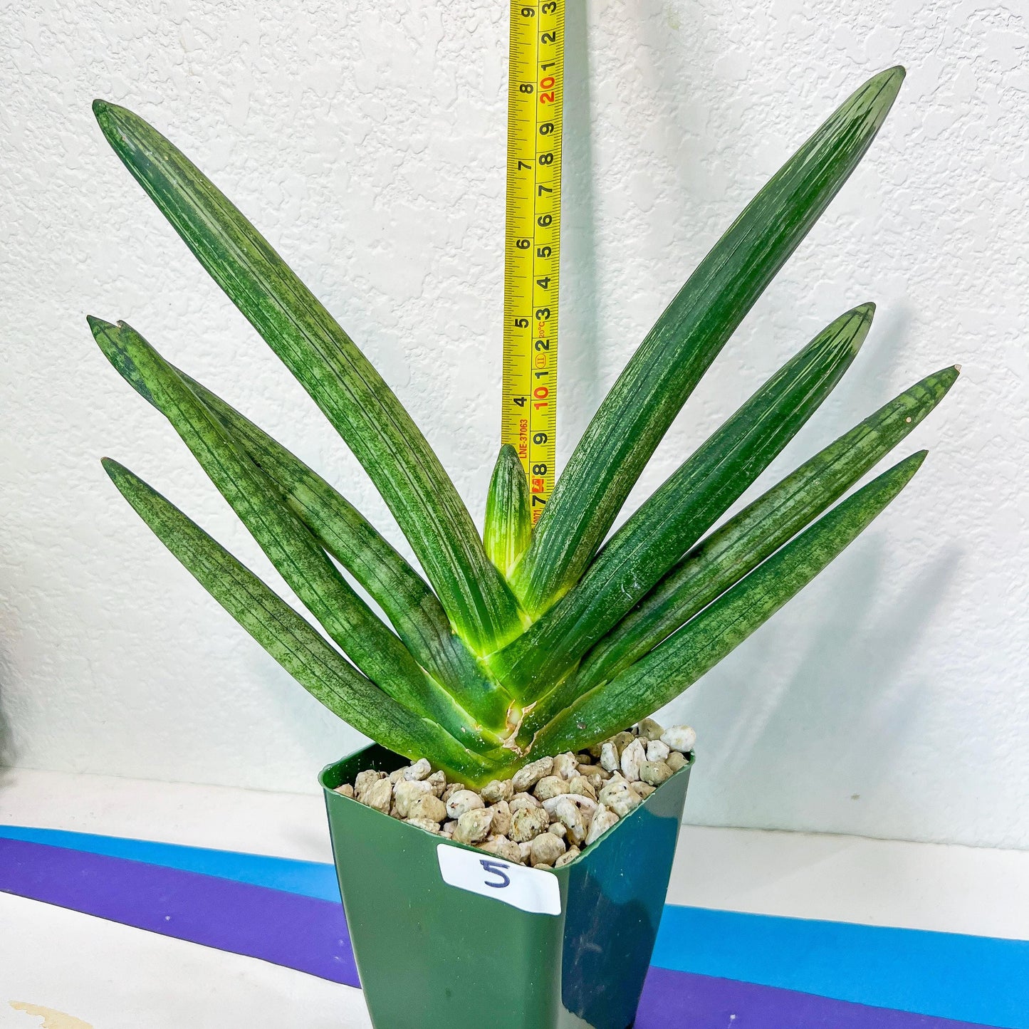 Sansevieria Boncel Devil | Boncel Black (#R34) | Very Rare Imported | limited