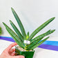 Sansevieria Boncel Devil | Boncel Black (#R34) | Very Rare Imported | limited