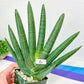 Sansevieria Boncel Devil | Boncel Black (#R34) | Very Rare Imported | limited