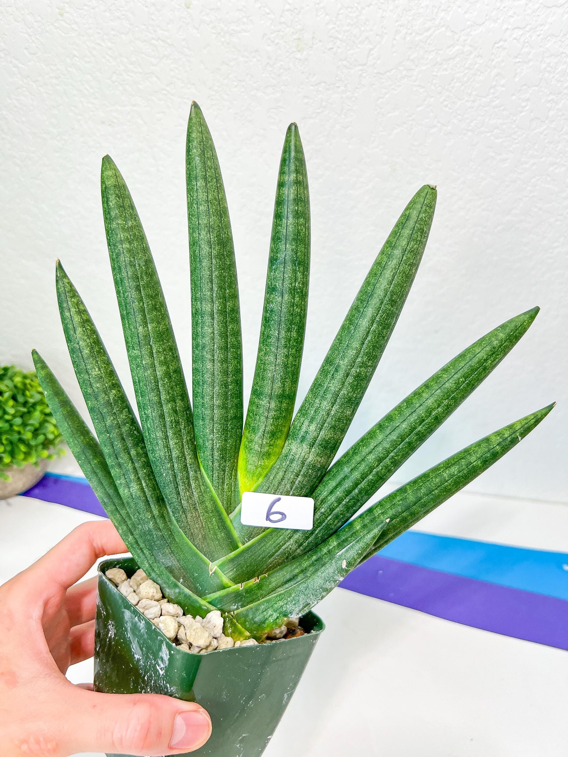 Sansevieria Boncel Devil | Boncel Black (#R34) | Very Rare Imported | limited