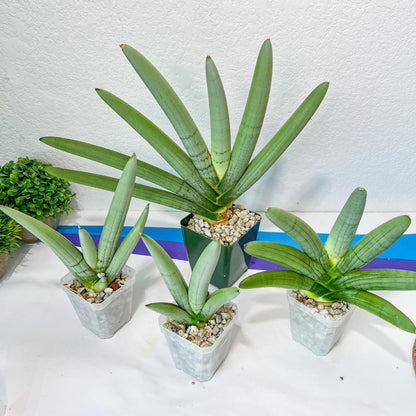 Sansevieria Boncel PLATINUM (#C7) | Imported Plants | Rare Hybrid Species