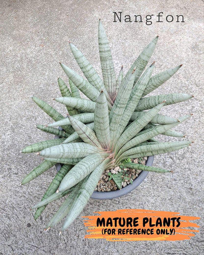 Sansevieria NangFon (ca2) (o) | Imported Sansevieria