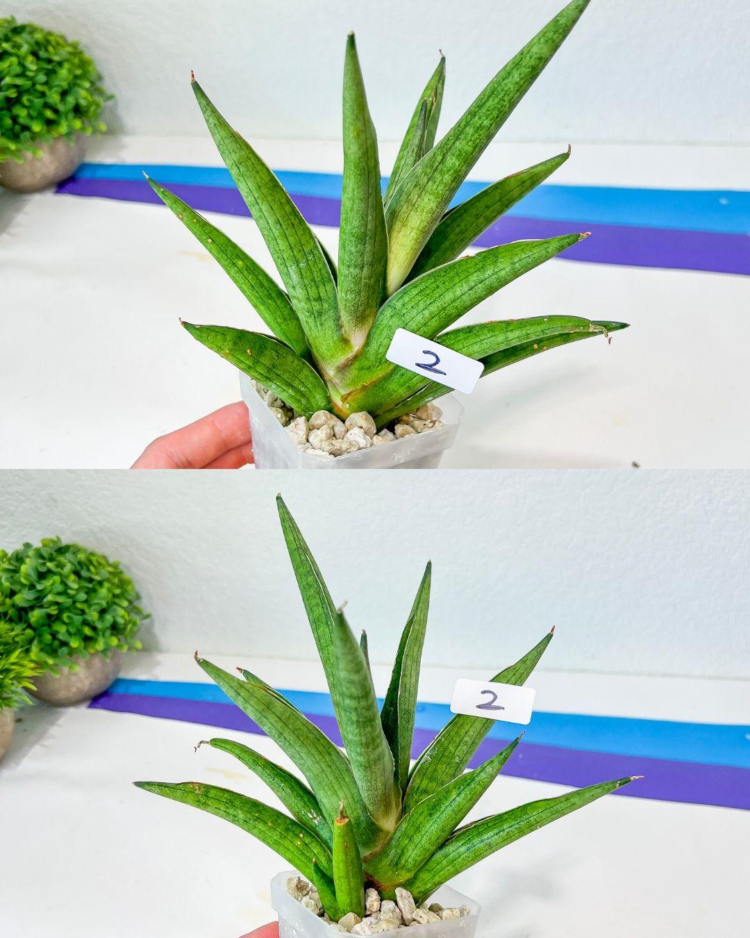 Sansevieria Rare Collections 2.5" Pot | Plant names listed in descriptions. More photos available on request (G3/1~9)