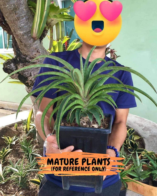 Sansevieria Hanabi (PH25) | Imported Snake Plant | Limited Amount