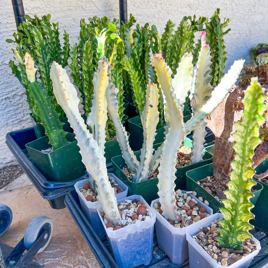 Ghost cactus (#M4) | White variegated Euphorb lactea | Indoor Plants