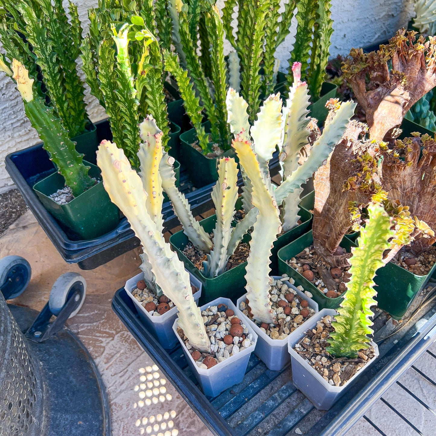 Ghost cactus (#M4) | White variegated Euphorb lactea | Indoor Plants