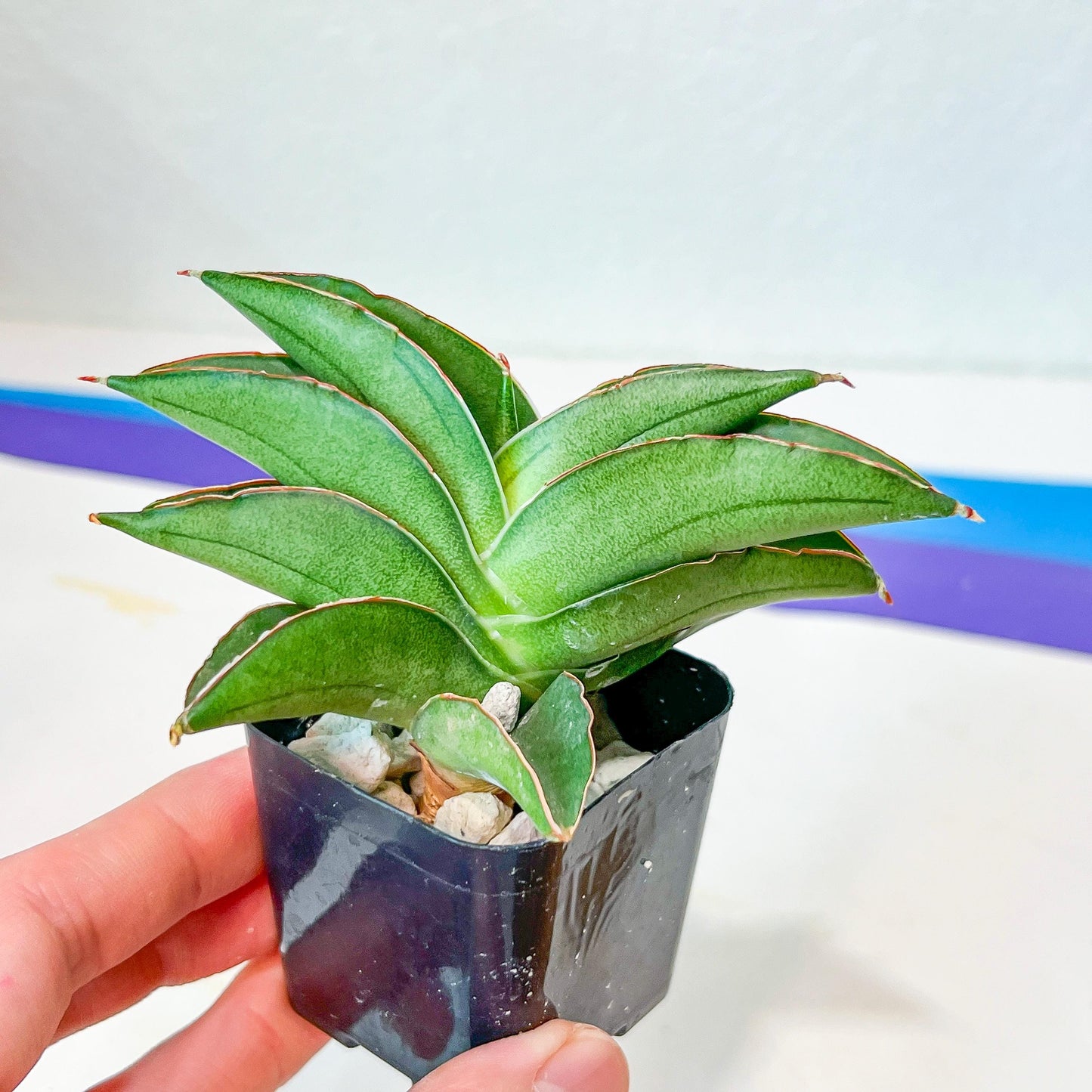 Sansevieria Emerald Wing (#AC45) | Rare and Limited Amount | 2" Planter