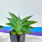 Sansevieria Emerald Wing (#AC45) | Rare and Limited Amount | 2" Planter