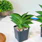 Sansevieria Emerald Wing (#AC45) | Rare and Limited Amount | 2" Planter