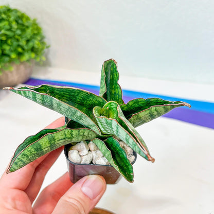 Sansevieria Phanphet (#AC) | Imported Indoor Snake Plant | 2" Planter