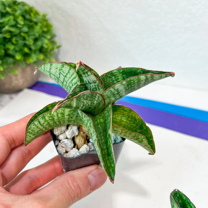 Sansevieria Phanphet (#AC) | Imported Indoor Snake Plant | 2" Planter